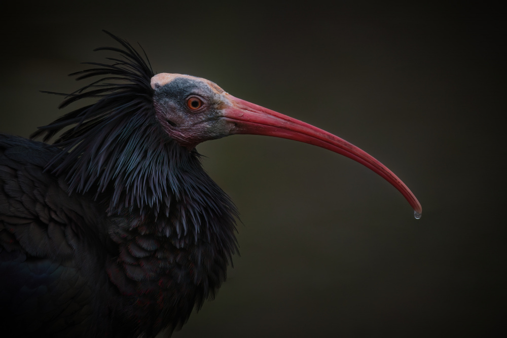 Northern Bald Ibis - Geronticus Eremita von Mathilde Guillemot