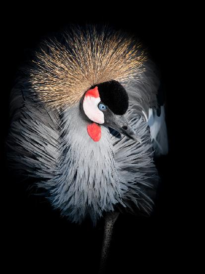 Grey Crowned Crane Portrait