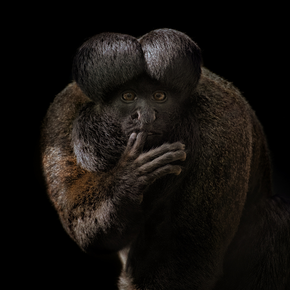 Red-backed Bearded Saki Portrait - Chiropotes chiropotes von Mathilde Guillemot