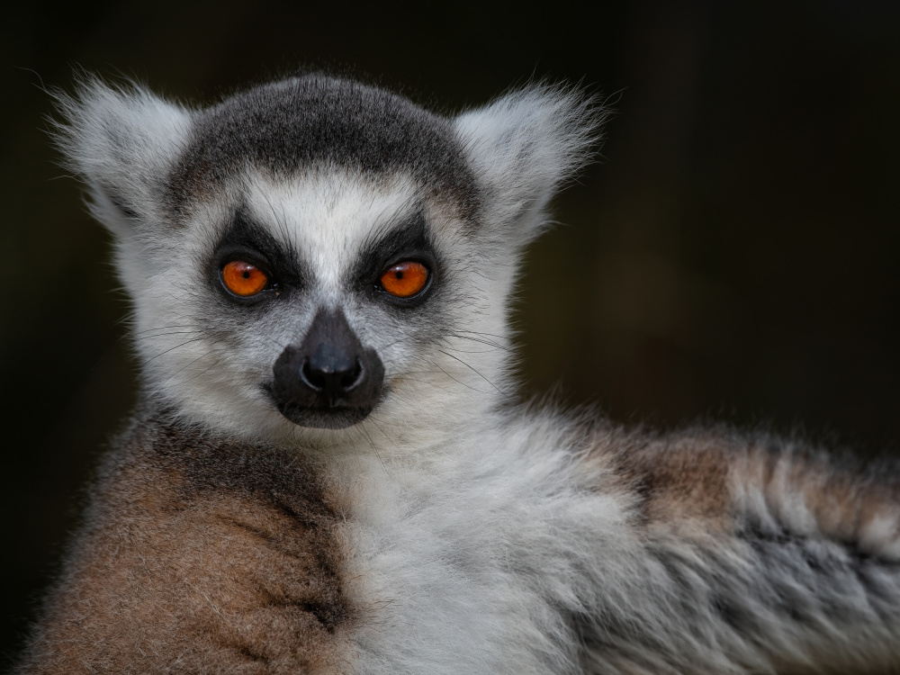 Strike a Pose - Maki Catta - Lemur catta von Mathilde Guillemot