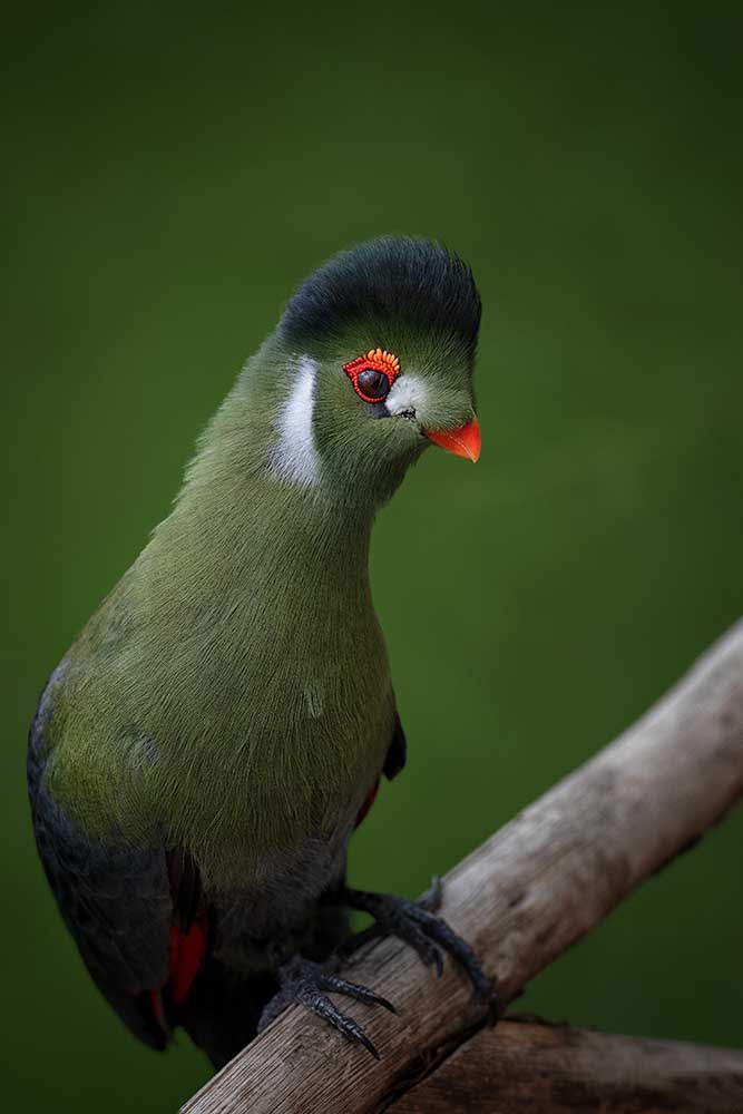 Schlagen Sie eine Pose ein - Weißwangiger Turaco von Mathilde Guillemot