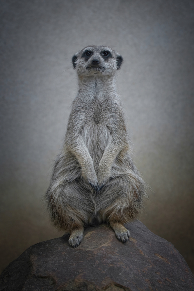 Suricata suricatta - Sentinel of the Desert von Mathilde Guillemot