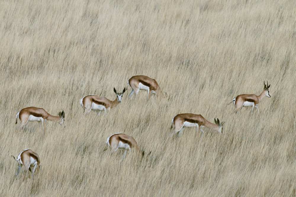 We are spotted von Mathilde Guillemot