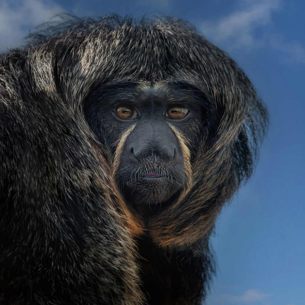 White-Faced Saki - Pithecia Pithecia von Mathilde Guillemot