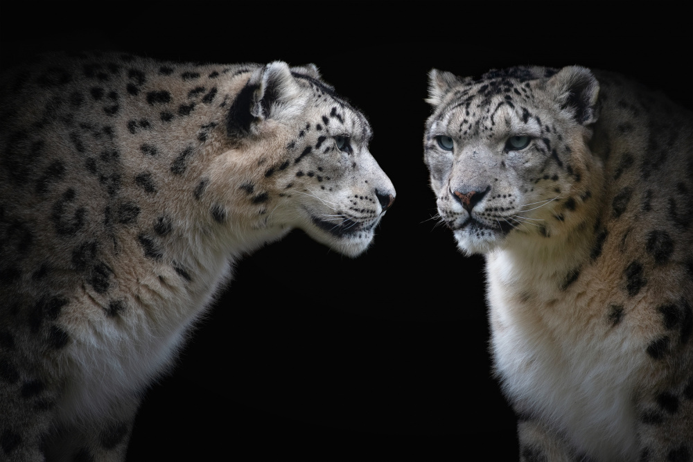 Like a mirror - Panthera Uncia von Mathilde Guillemot