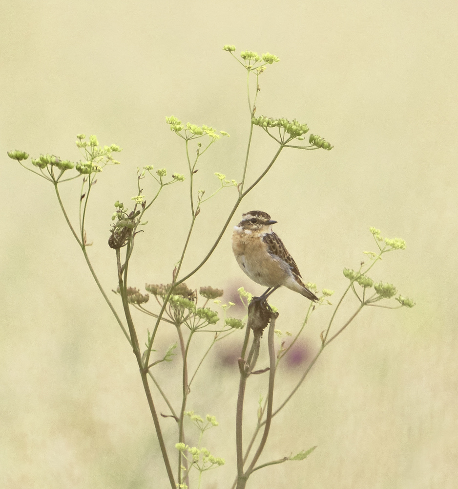 Whinchat von Mati Puum