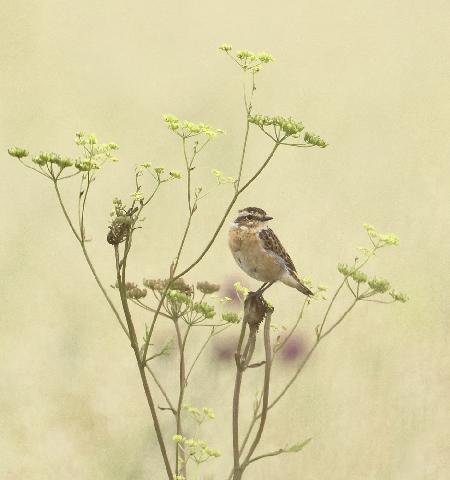 Whinchat