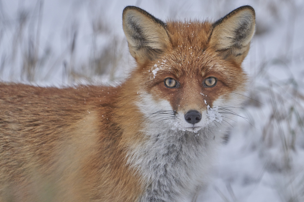 Red Fox. von Mati Puum