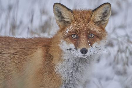 Red Fox.