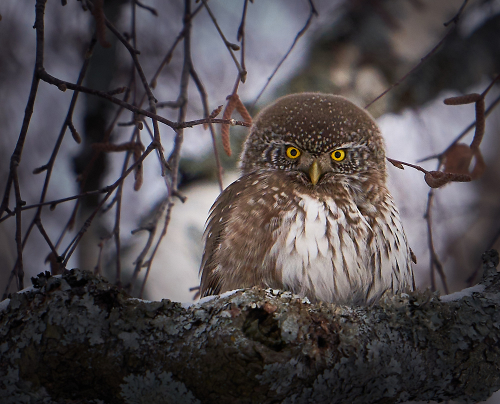 Pygmy Owl. von Mati Puum