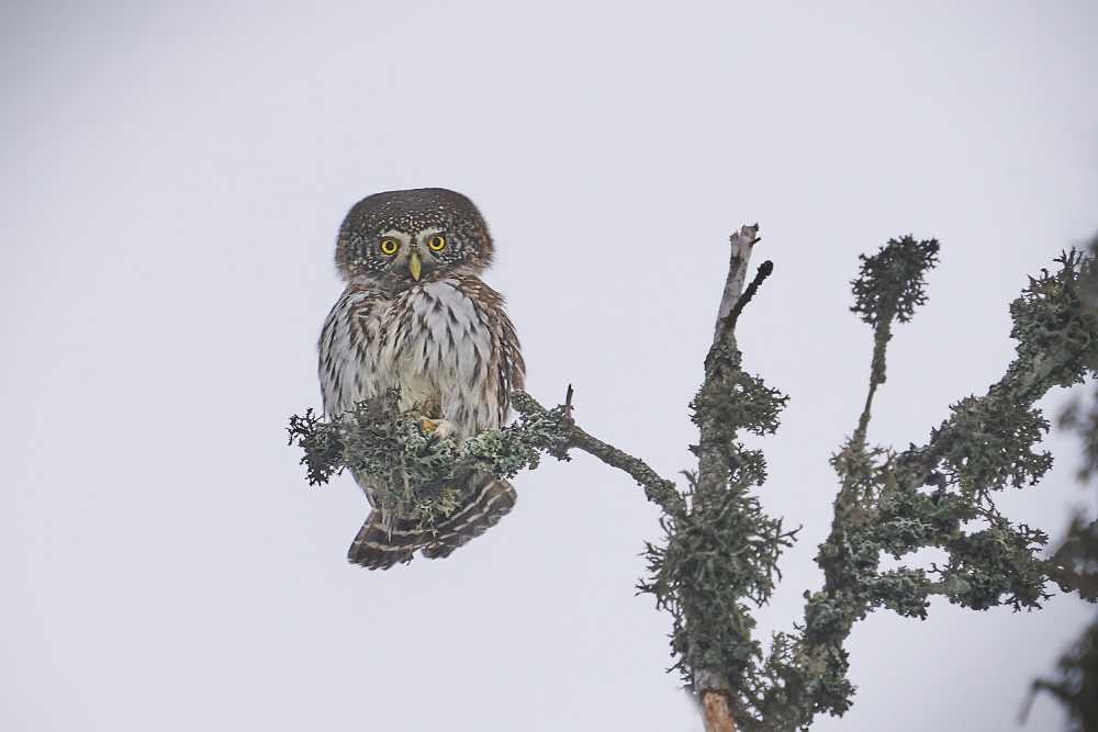 Pygmy Owl. von Mati Puum