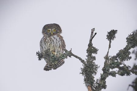 Pygmy Owl.