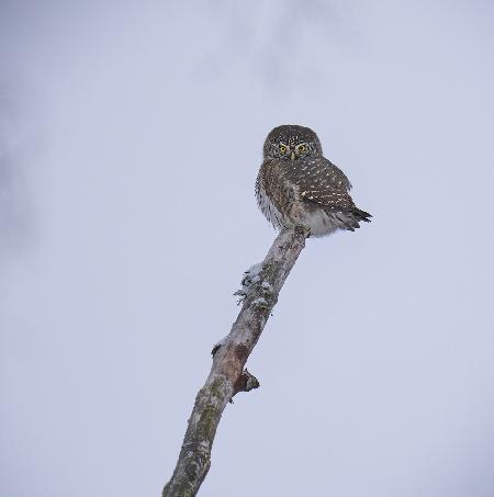 Pygmy Owl...