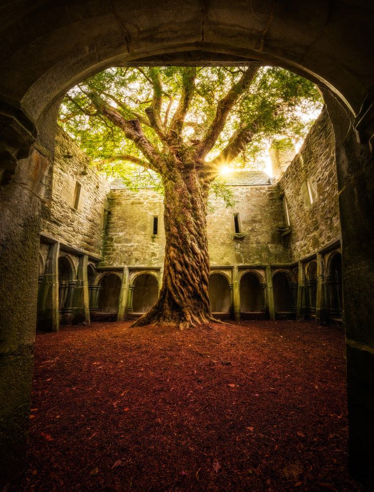 &quot;Muckross Abbey - Tree of Life&quot; von Matt Anderson