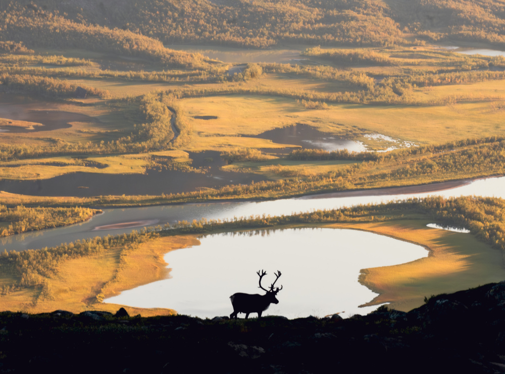 Reindeer in Swedish landscape von Matyáš Rind