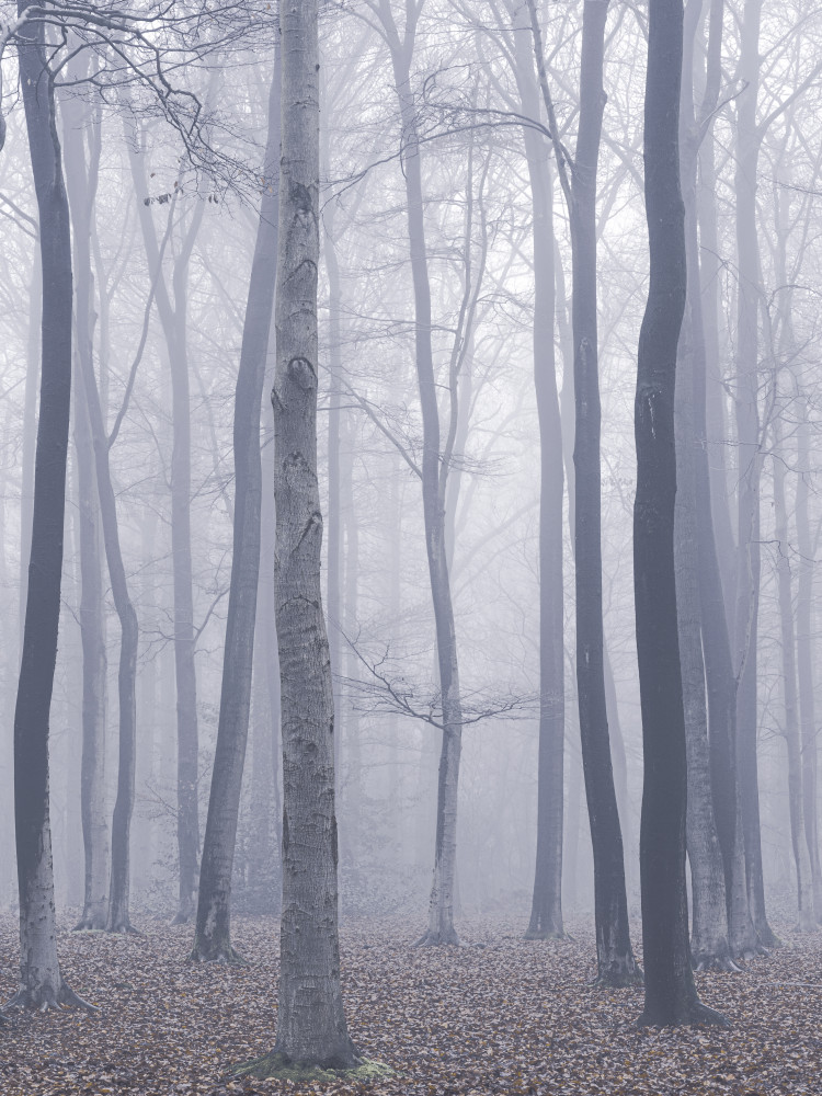 trees in fog von Maurice Mies