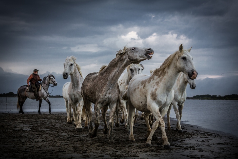 Nervous horses von Maurizio Ghiozzi