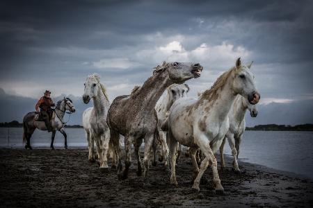 Nervous horses