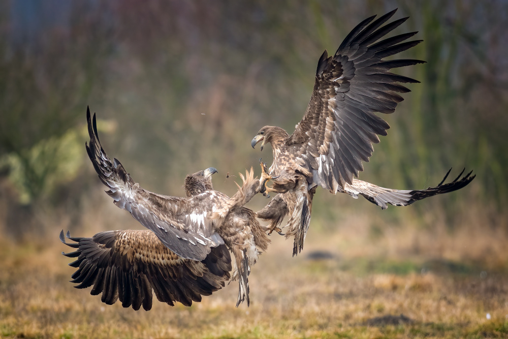 Combat in fly von mauro rossi