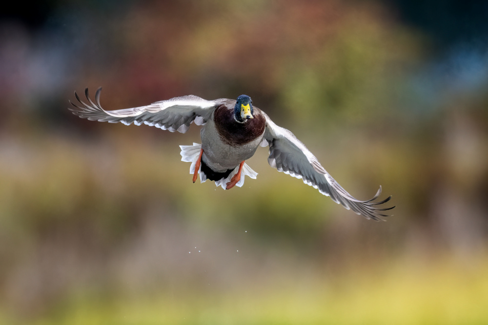 Mallard von mauro rossi