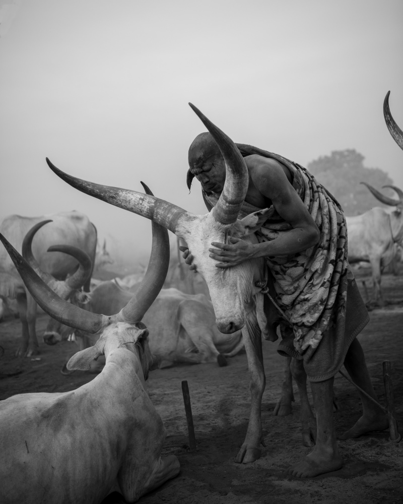 South Sudan - A Land Where Cows Are Sacred von Max Vere-Hodge