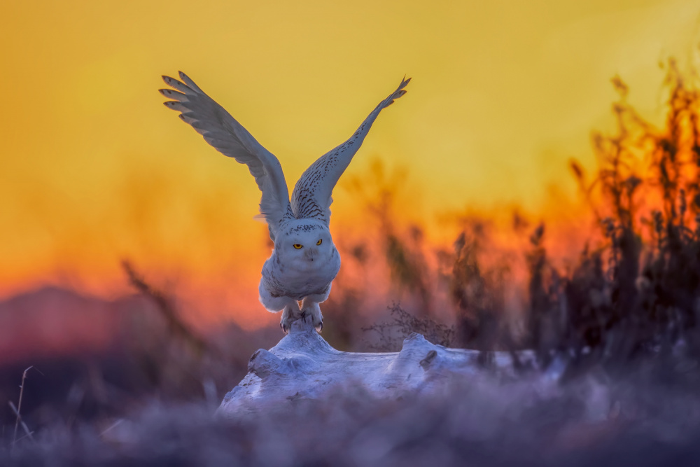 Taking Off at Sunrise von Max Wang