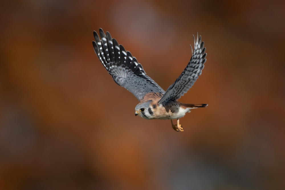 American Kestrel von Max Wang