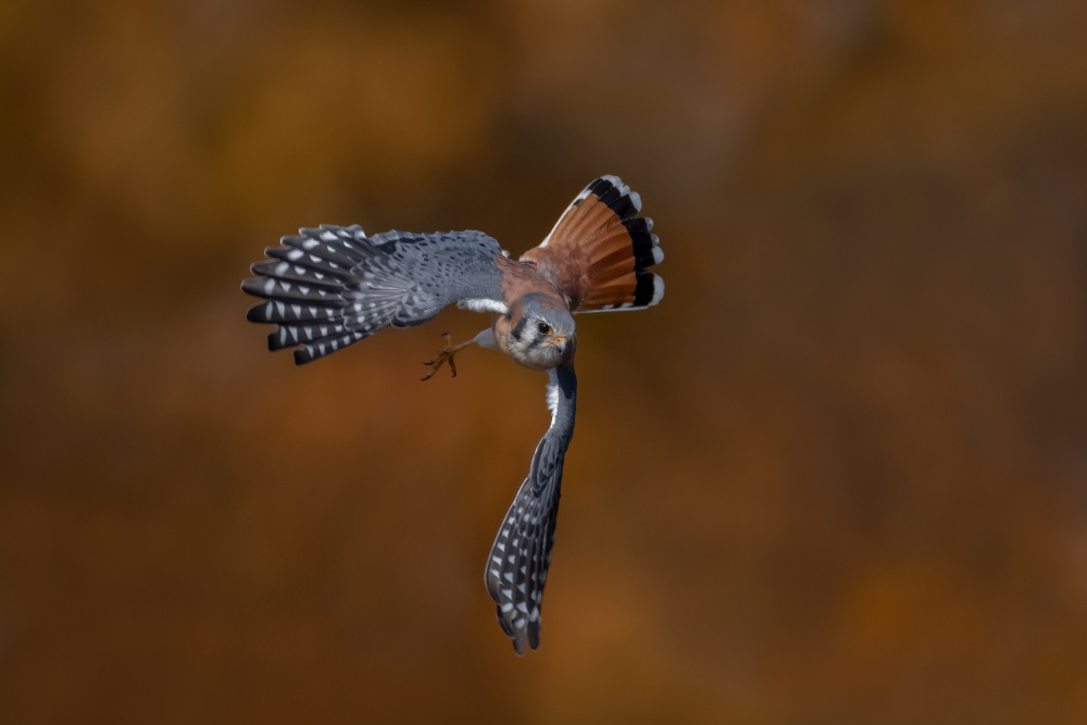 American Kestrel 2 von Max Wang