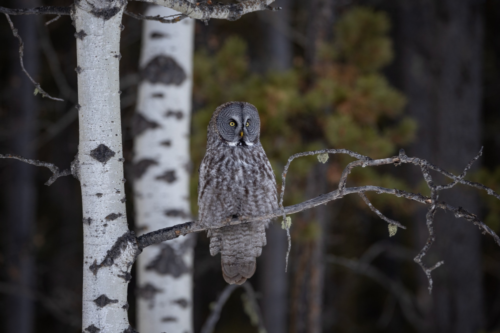 Great Grey Owl von Max Wang