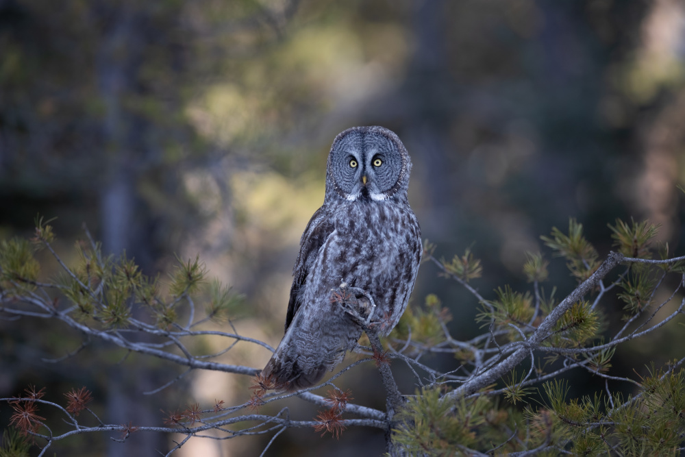 Great Grey Owl von Max Wang