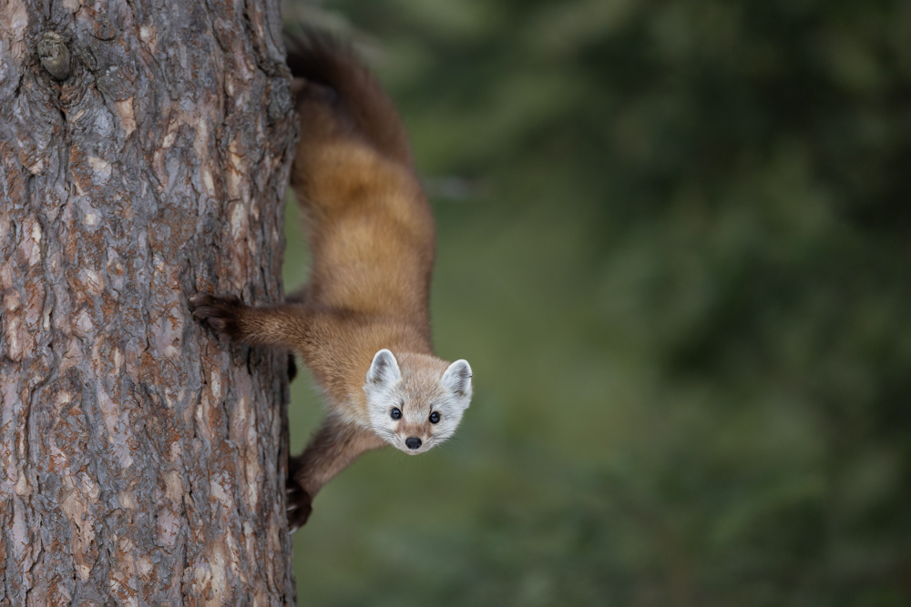 Pine Marten von Max Wang