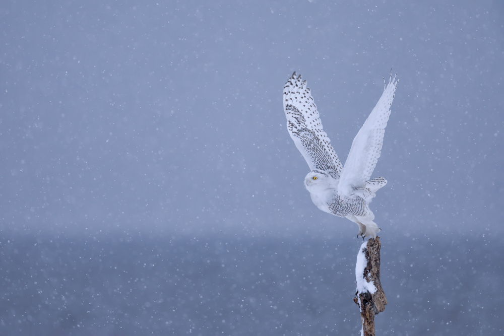 A Snow Day von Max Wang