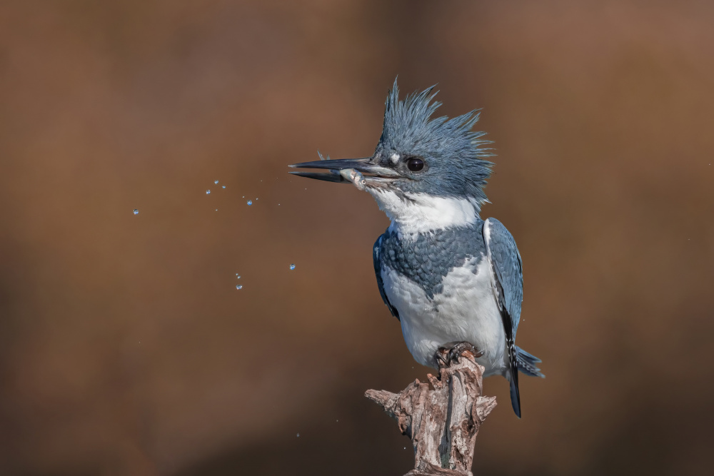 Belted Kingfisher von Max Wang