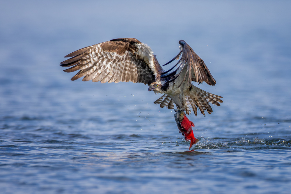 Osprey with a Kokanee Salmon von Max Wang