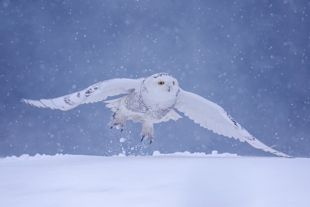 Flying in the snow von Max Wang