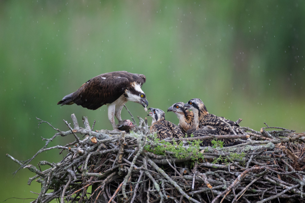 Feeding Time von Max Wang