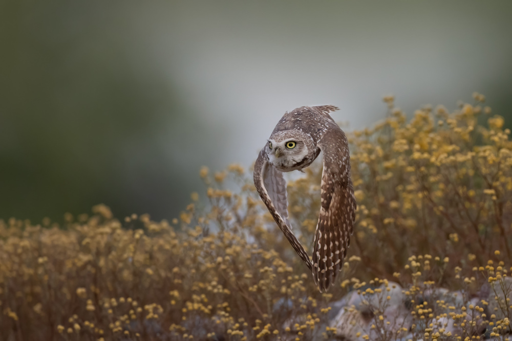 Burrowing Owl von Max Wang