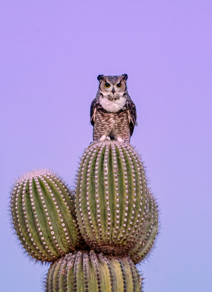 Great Horned Owl von Max Wang