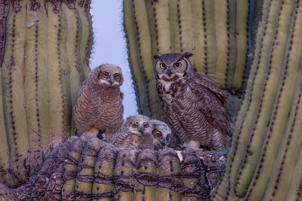 Great Horned Owl von Max Wang