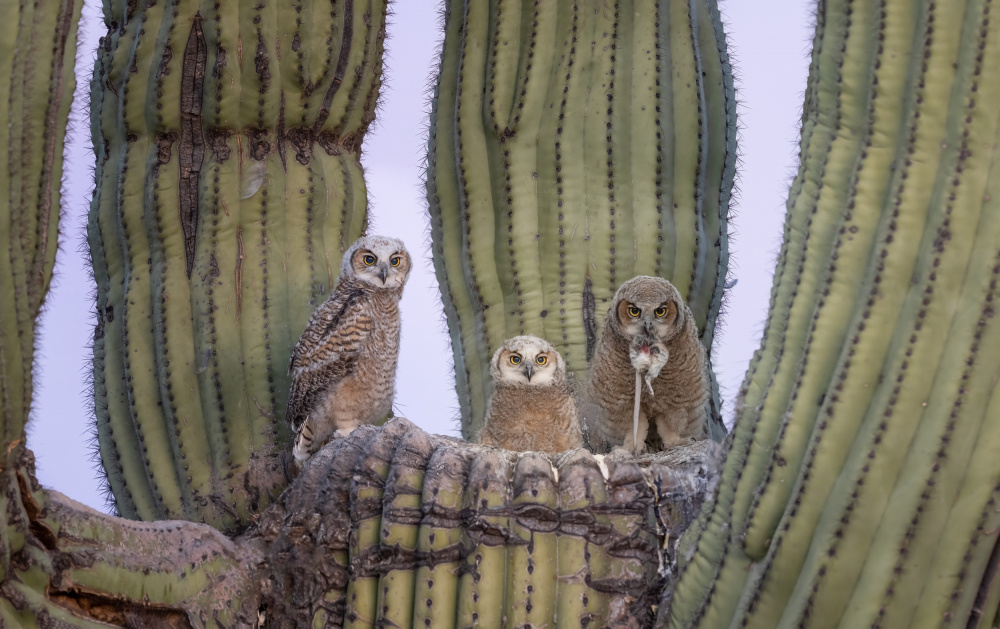 Great Horned Owl von Max Wang