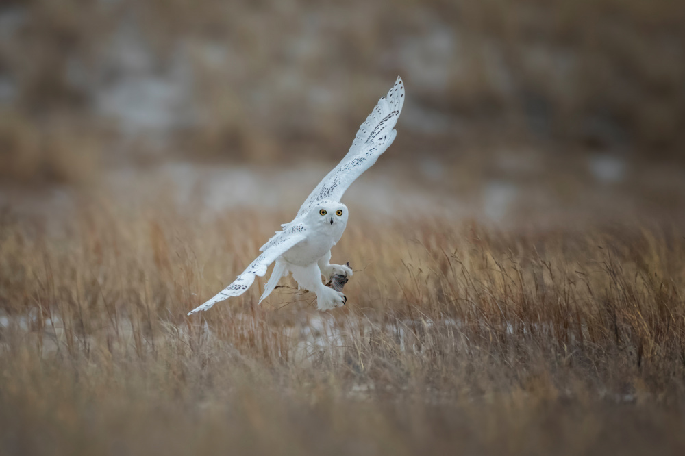 Juvenile Male Snowy Owl von Max Wang