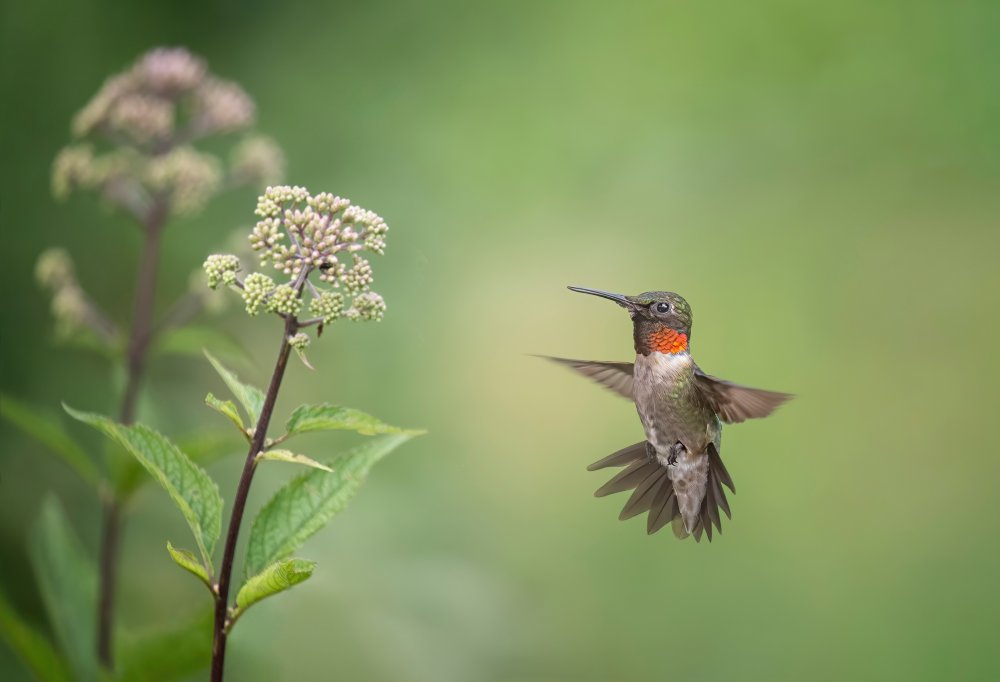 Hummingbird von Max Wang