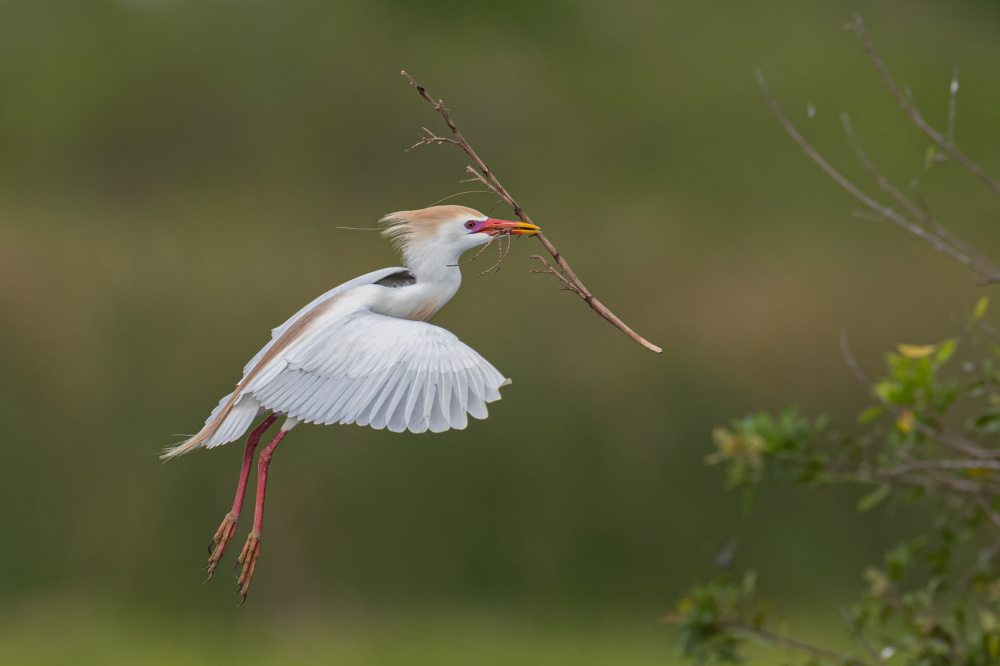 Cattle Egret von Max Wang