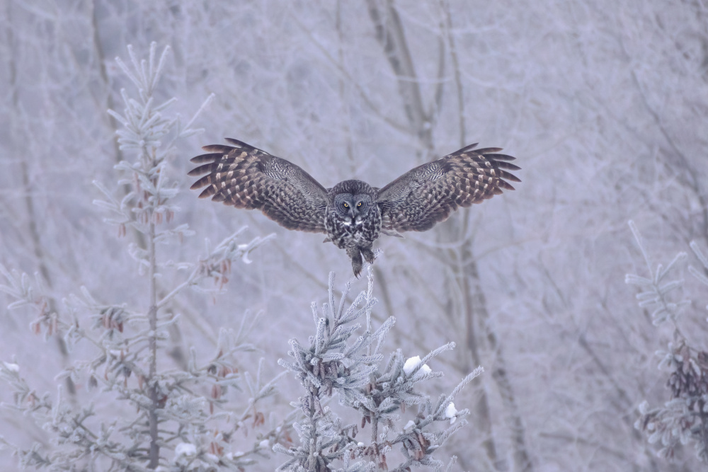 Landing von Max Wang