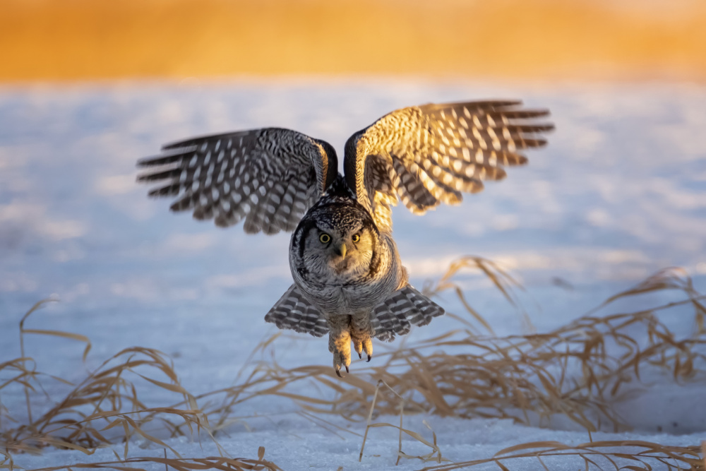 Northern Hawk Owl von Max Wang