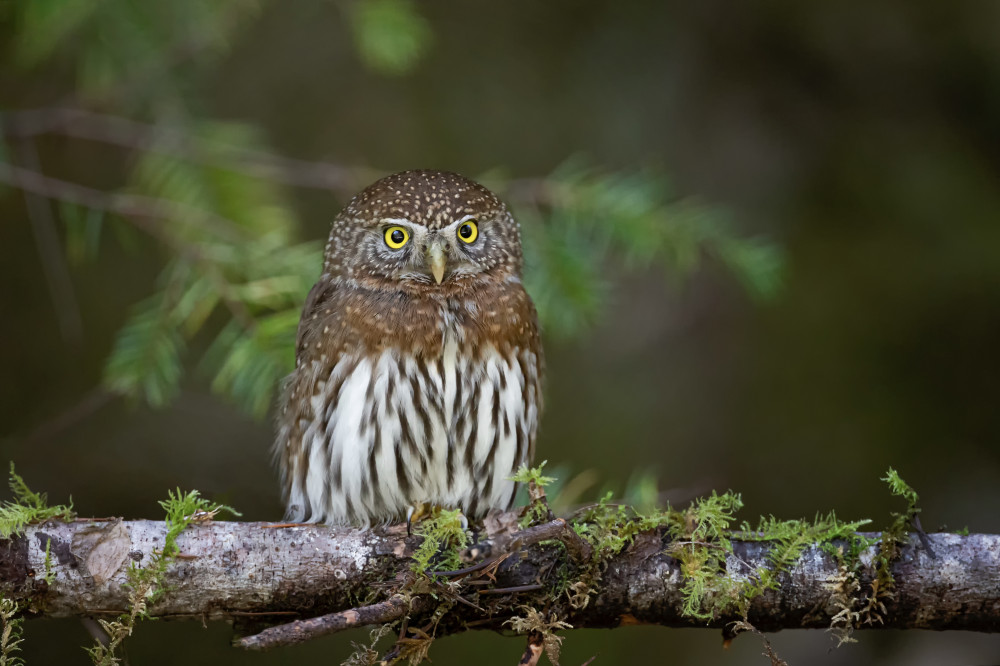 Northern pygmy owl von Max Wang