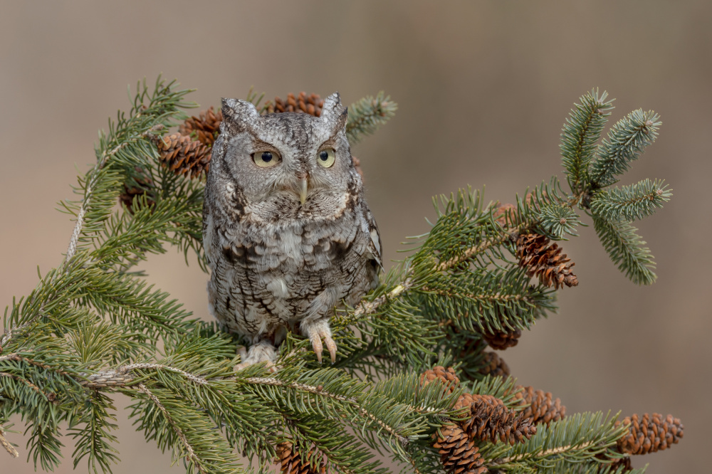 Eastern Screech Owl (Grey Morph) von Max Wang