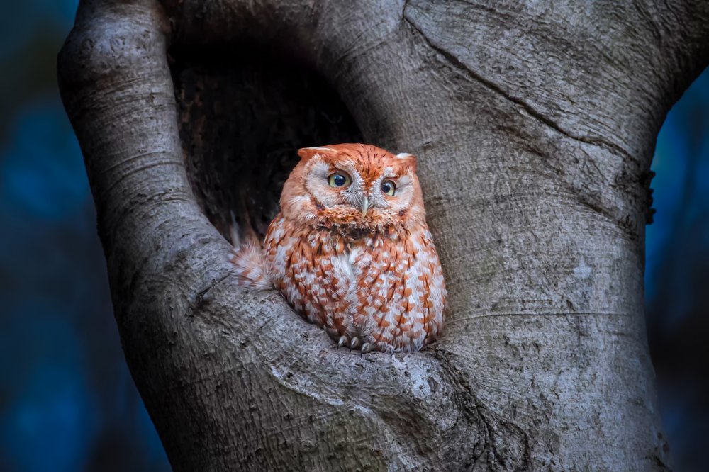 Eastern Screech Owl (Red Morph) von Max Wang