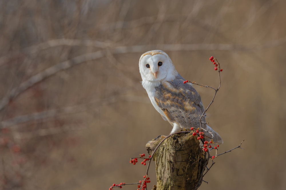 Barn Owl von Max Wang