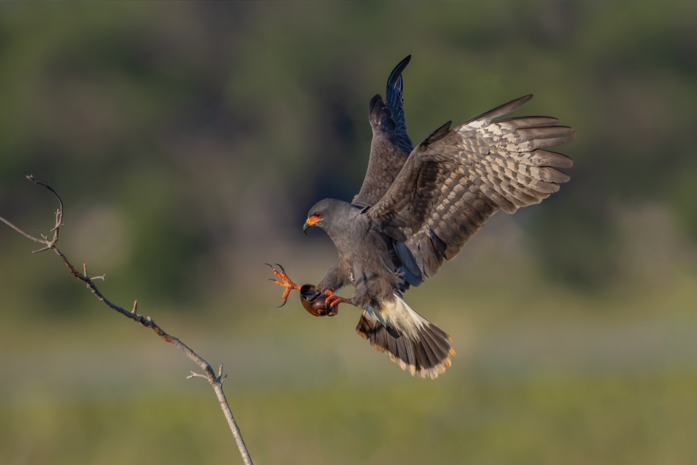 Snail kite II von Max Wang